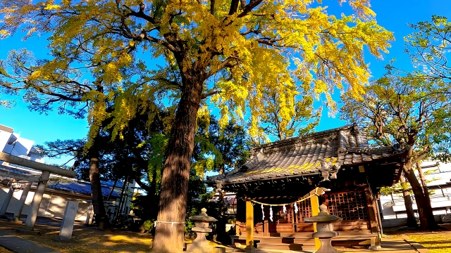 青空に、黄緑の葉が映えるイチョウのご神木