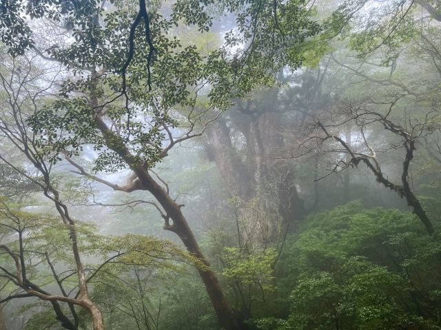 霧にかすむ屋久島の縄文杉