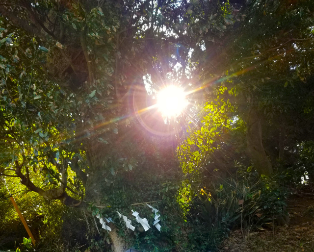 神域でしめ縄の張られたご神木の間から、木漏れ日がさしてくる写真