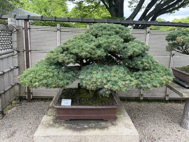 盆栽