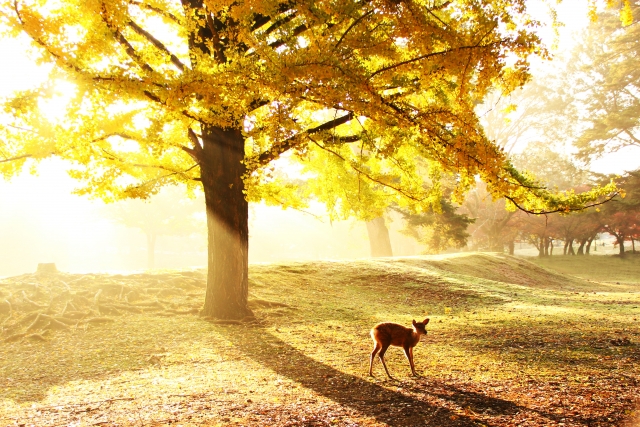 黄金色のイチョウの下に鹿がいる。幻想的な風景。