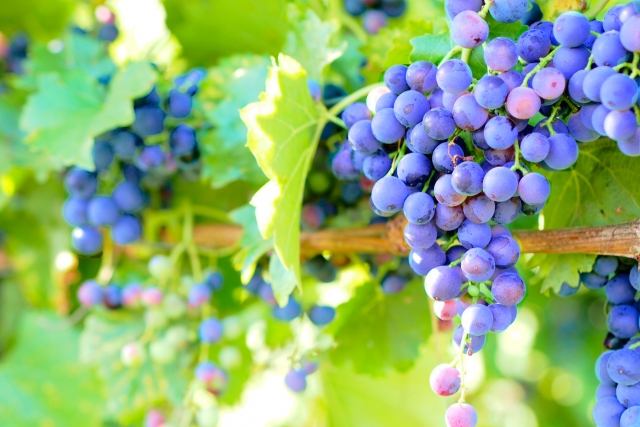 赤ワイン用のブドウ畑