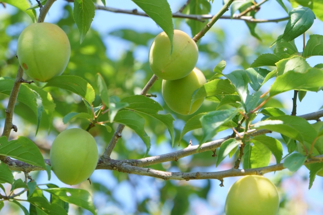 梅の青い実