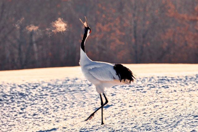 祈るように天に向けて鳴く一羽の鶴